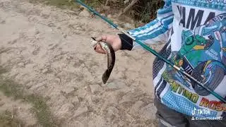nemu ikan gabus mungil!!!