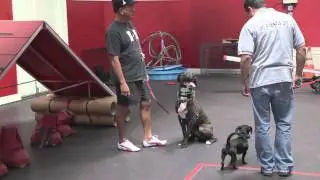 Well Mannered Dog Training Tips with Remote Collar - Dog Training: Episode 3 | SitMeansSit.com