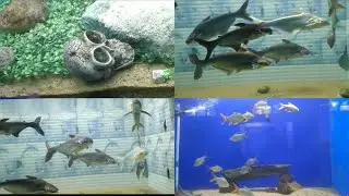 Matsya Darshini ka Magic: Yaha Ka Fish House Dekhne Layak! | Visakhapatnam Beach Road 🐟✨