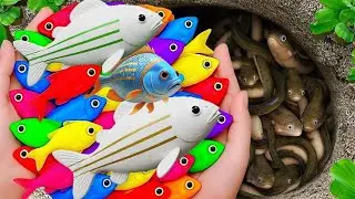 Ловите красивых пресноводных аквариумных рыбок: гигантских разноцветных моллинезий, золотых рыбок...
