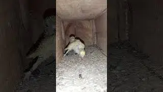 #birds AVANCE DE PERIQUITOS MO&Ntilde;A Y TUPE 