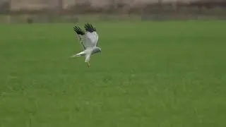 Blauwe kiekendief jagend.