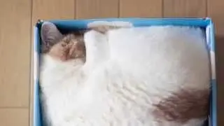 Why do cats love boxes? Scientists say it could be predatory behaviour