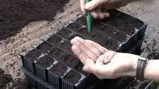How to sow sweet pea seeds