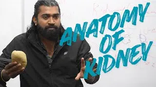 Anatomy of Kidney | Kidney | Renal | Anatomy | Blood Supply | Excretory System