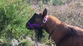Oberhasli Buck Goat