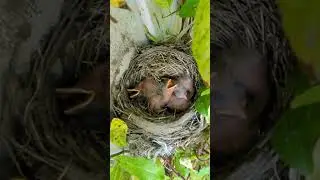 Day 2 Morning: Baby Zombie Robin Rises #birds #nature #birdwatching #robin #babyrobin #babybird