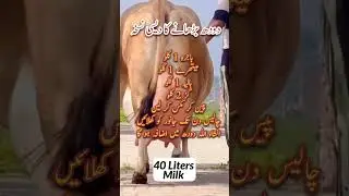 how to increase milk production #ytshorts #cow #dairyherd #animals #milkcow #dairy
