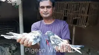 রাজশাহীর কুখন্ডীতে নাসির ভাইয়ের বাসার কিছু বিখ্যেত লোকাল ও হাইফ্লায়িং কবুতর#pigeon world BDপর্ব-২.