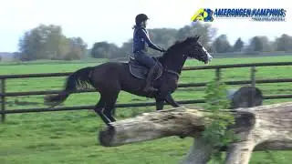 Training 31 10 2020 bij Alice Naber. Martine Hakvoort met Cassira