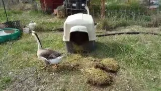 Using Geese to Weed Your Orchard