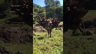 Donkey carrying goods 😱😡🪵 Animals short video #shorts #donkey #animals #viral