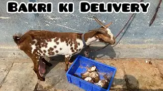 Bakri ki Delivery || Alhamdulillah safe Delivery || Informative.. Quality Barbari & Bantam goats 🐐