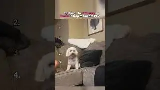 Рейтинг самых смешных моментов с руками и ногами у собак 🐶