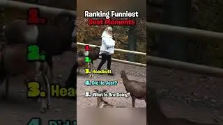 Ranking Funniest Goat Moments