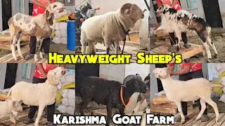 Heavyweight Vilayati Marino Madurai & Mauli Sheep @ Karishma Sheep Farm | Bowenpally |  Hashmatpet