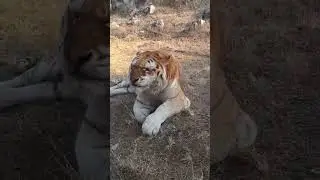 tiger sneeze