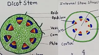 Internal Structure of Stem Diagram and Dicot Stem Diagram / Easily Draw