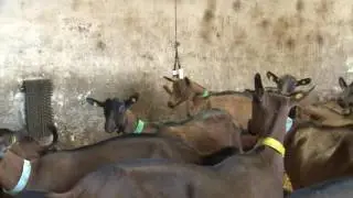 Allevamento di capre a La Salle - Luigino Leaval