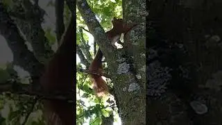 Beautiful pretty lovely red squirrel 🐿️ See full video (Link in bio) #squirrel #りす #栗鼠 #eichh&ouml;rnchen
