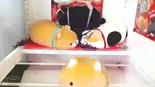 Mochikko Hige Manju BIG Orange Kitty Plush win on Toreba!!
