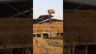 Rhodes grass #hay #shortvideo #viral #shorts @veterinaryworld8049