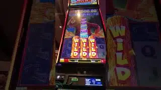 Bonus w grze kasynowej Timber Jack Going Wild, koło Jackpot