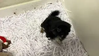 Pekingese (Jet)