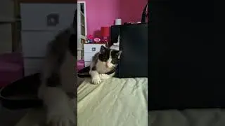 CharlieTheCat..