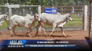 LOTE 03