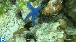 Blue Sea Star - Stella Marina Blu - Linckia laevigata - www.intotheblue.it - www.intotheblue.link