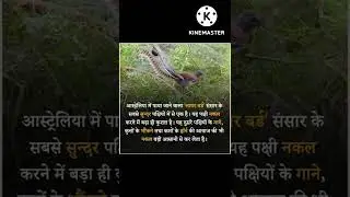 पक्षी के बारे में महत्वपूर्ण रोचक तथ्य ##SUCHIT FACT SHORT VIDEO