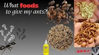 What To Feed Your Ants!!