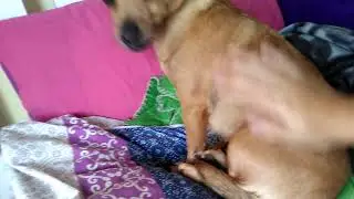 Meet bell