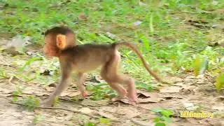 OMG Action baby, cute baby monkey live style, cute monkeys, cute rose, funny video monkeys 224