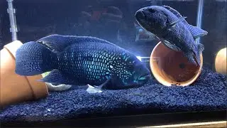Jack Dempsey Cichlid Pair in 40 Gallon Breeder with Fry