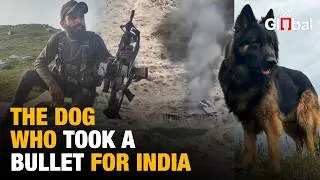 Army Dog Tyson Shot in Kishtwar Encounter, Helps Kill Top JeM Commander Saifullah