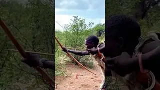 Guepardo 🐆 ruge, ca&ccedil;ador atira! 🏹😱 | चीता दहाड़ा, शिकारी का वार! 🔥 #Guepardo #Ca&ccedil;a #Shorts#viral #yt