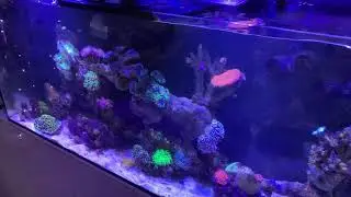 When to feed coral more or less