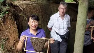 Пчеловодство во Вьетнаме. Beekeeping in the Vietnam