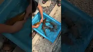 Chagoi 35 cm c&oacute; hơn củ ạ
