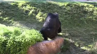 Raw Clips w/ The LA Zoo - Ep.31 {Raw Footage}