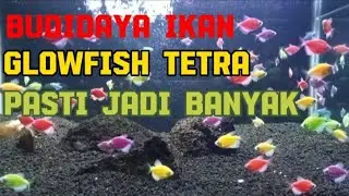 budidaya ikan glowfish tetra,di jamin berhasil.
