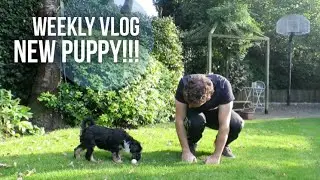 New Puppy!!! | Lily Pebbles Weekly Vlog