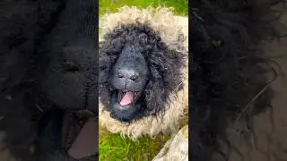 A Field of Fluffy Sheep 🐑🇨🇭 | Blacknose Herd in Zermatt, Switzerland