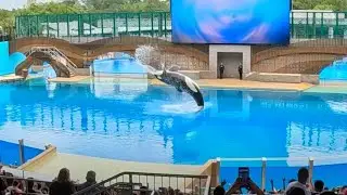 A most powerful ocean's predator Killer Whale/ Orca Encounter at Orlando's, Florida SeaWorld!