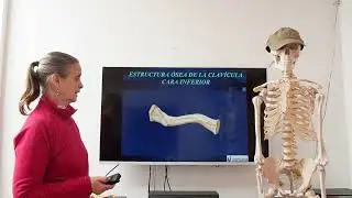 Integración anatómica para el análisis biomecánico - Estructura y función de la clavícula