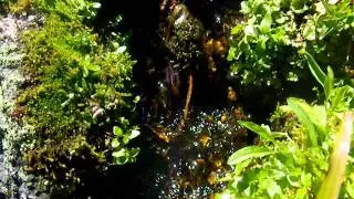 oceans of alpine flowers and flowing liquid light