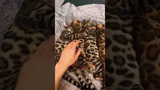 Adorable sleeping bengal cats