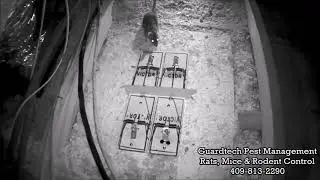2 17 17 Thermal Rat Escaping Snap Trap